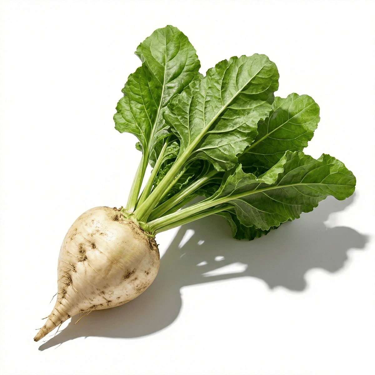 Sugar Beet