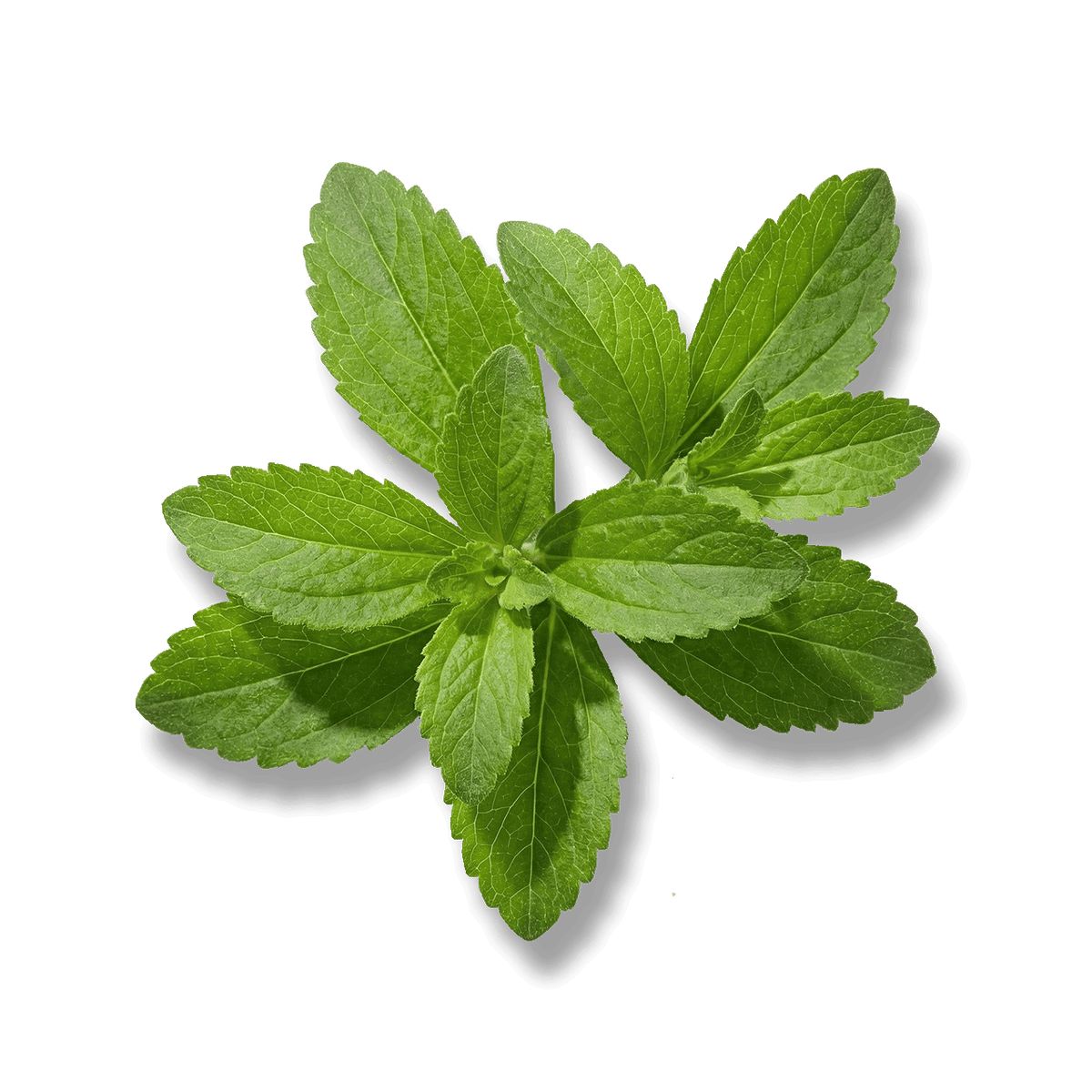 Stevia