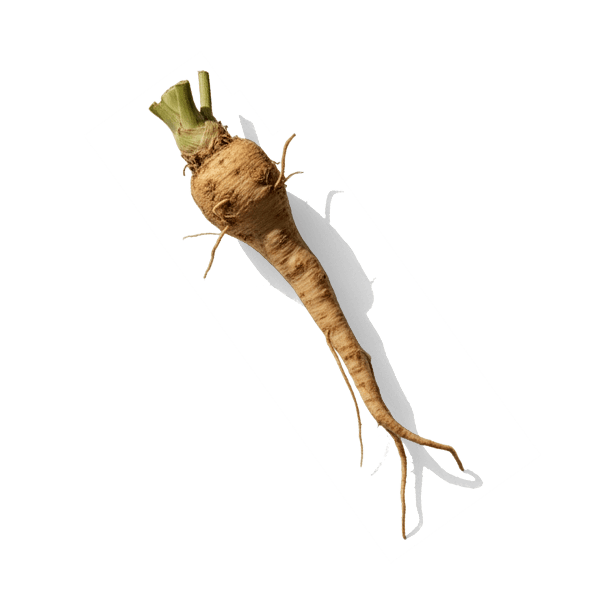 Chicory Root Extract